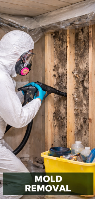 Mold Removal
